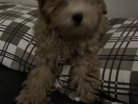A KALİTE MALTİPOO YAVRU
