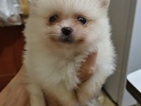 Pomeranian Boo Yavrularım