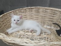 Sadece aileye british shorthair