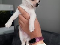 Irk garantili chihuahua yavrular
