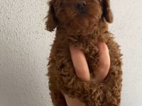 Oyuncu Poodle Bebeğim Ailesini Bekliyor