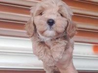 50 günlük erkek dişi maltipoo