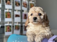 MİNİ MALTİPOO YAVRULARIMIZ