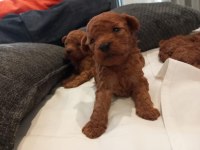 Üst düzey Kore Kan Toy Poodle Yavrularım