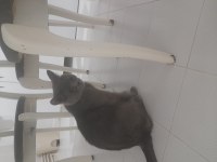 Kedi sahiplendirmek
