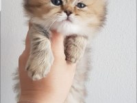 Golden british longhair dişi yavru
