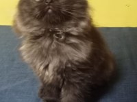 Siyah ve british longhair