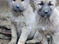 2 ADET SAF ORJİNAL KANGAL