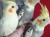 Konuşma Garantili Erkek Full Evcil Ev Üretimi Baby Sultan