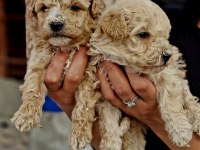 Toy Poodle