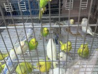 BEBEK MUHABBET KUŞU YENİ YEME DÜŞMÜŞ