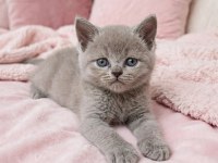 British Shorthair Fawn Nadir Renk A+ Kalite