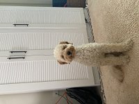 9 Aylık Poodle oğluma eş arıyorum