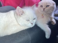 Eşsiz güzellikte Irk ve soy garantili scottish Fold