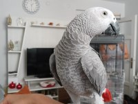 8 aylık jako papağanı