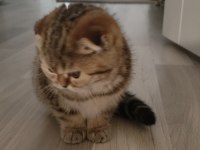 Scottish fold yavruları