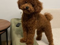 KORE YAVRUSU A KALİTE TEACUP RED BROWN TOY POODLE YAVRULAR