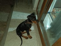 2.5 aylık dişi safkan doberman yavrusu