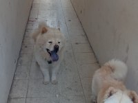 Chow chow köpeği