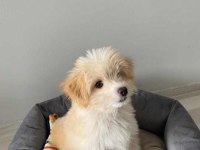 3.5 Aylık Maltipoo Eğitimli Aşıları Tam