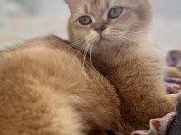 15 aylık ny12 dişi british shorthair
