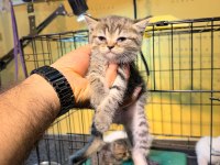 Uygun british shorthair yavrular