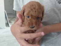 Sağlıklı dişi poodle yavrular 45 günlük kuşadası