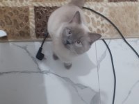 british shorthair kısır kedimiz için yuva arıyoruz