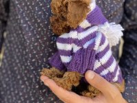 Sevimli Toy Poodle Yavrular