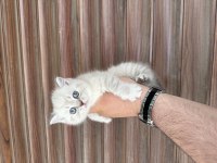 Sağlıklı WC eğitimli kedimiz