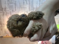 Teacup toy poodle yavrularımız