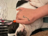 ANNE ALTINDAN ORJİNAL BABY FACE FRANSIZ BULLDOG