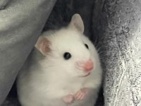 Dişi hamster acil yuva ücretsiz