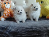 Pomeranian boo 55 günlük yavrularım