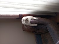 1 buçuk yaşında scottish fold kızımıza yuva arıyoruz