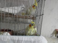 Evcil Sultan Papağanı Yavruları