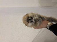 Pomeranian boo 1,5 aylık yavrularımız