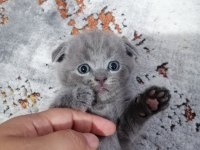 Scottish fold yavru