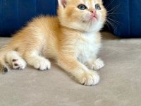 British shorthair erkek golden bebekler