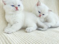Ny1133 Erkek yavru british shorthair