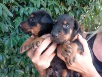 IRK VE SAĞLIK GARANTİ DOBERMAN YAVRULARIM