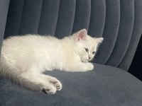 SAFKAN MASMAVİ GÖZLÜ BRİTİSH SİLVER DİŞİ YAVRU BRİTİSH