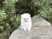 Yavru pomeranian köpeğimiz sağlık ve ırk garantilidir
