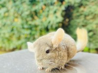 Açık Bej (Light Tan) Çinçila / Chinchilla