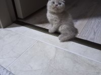 DİSİ LİLAC BRİTİSH SHORTHAİR YAVRULAR