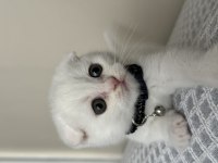 Beyaz Scottish Fold yavrum