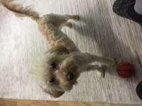 Yakışıklı toy poodle oğlumuz Kuki sıcak bir yuva arıyor