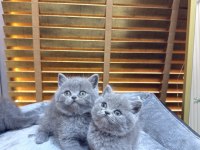 Safkan British Shorthair Bebekler