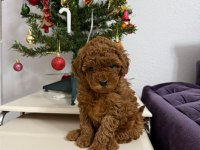Mükemmel Toy Poodle Dişi Yavrumuz Yeni Ailesini Aramakta