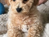 2 aylık toy poodle her şeyi ile vereceğim